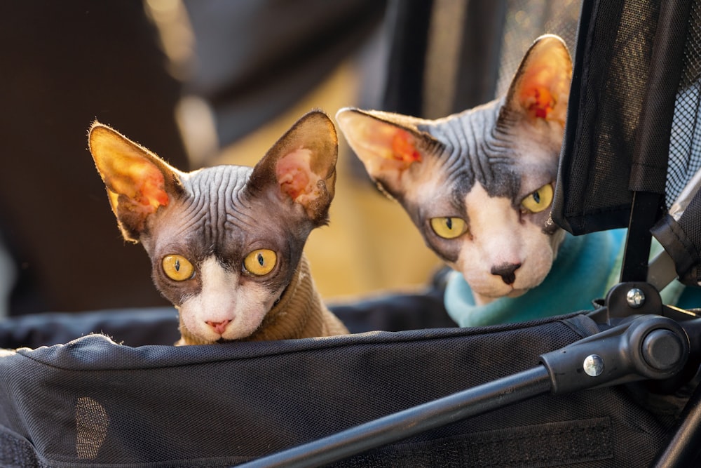 two hairless cats sitting in a stroller