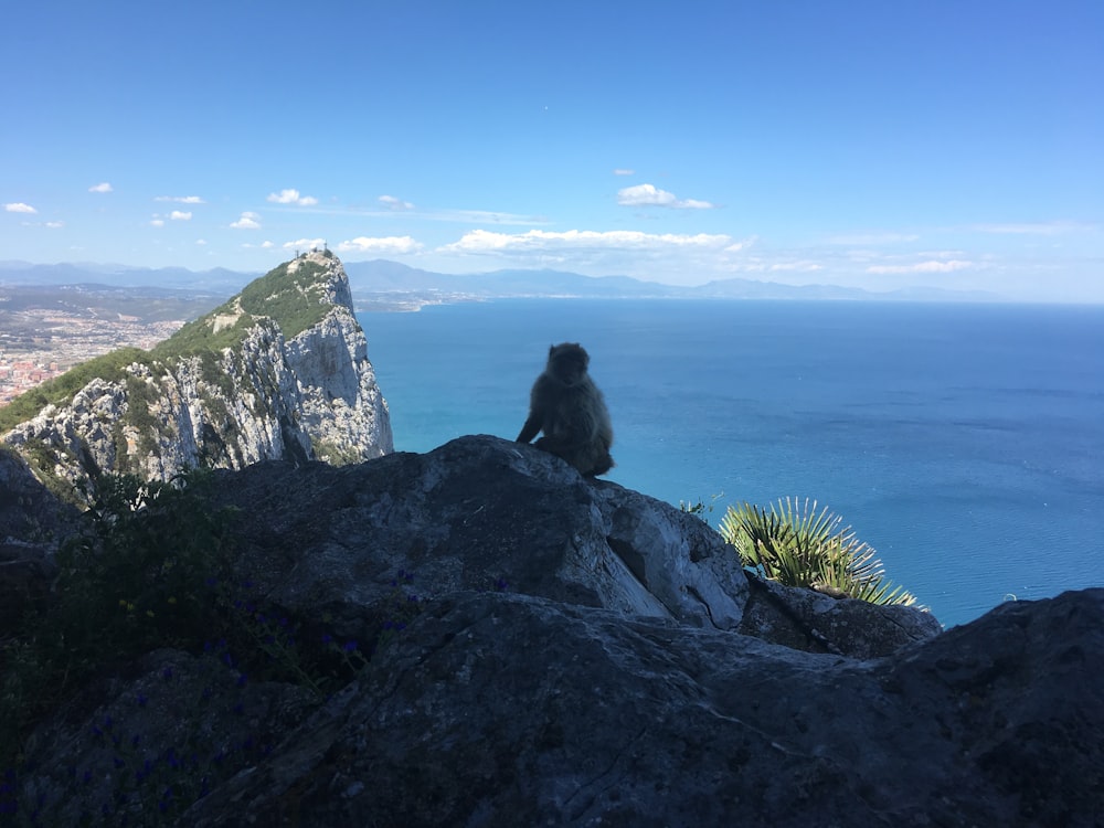 a monkey sitting on top of a rock next to the ocean