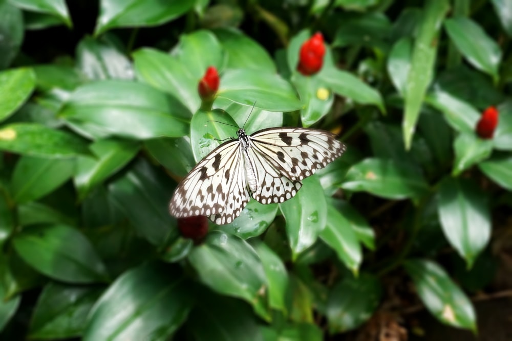 a white butterfly sitting on top of a green plant