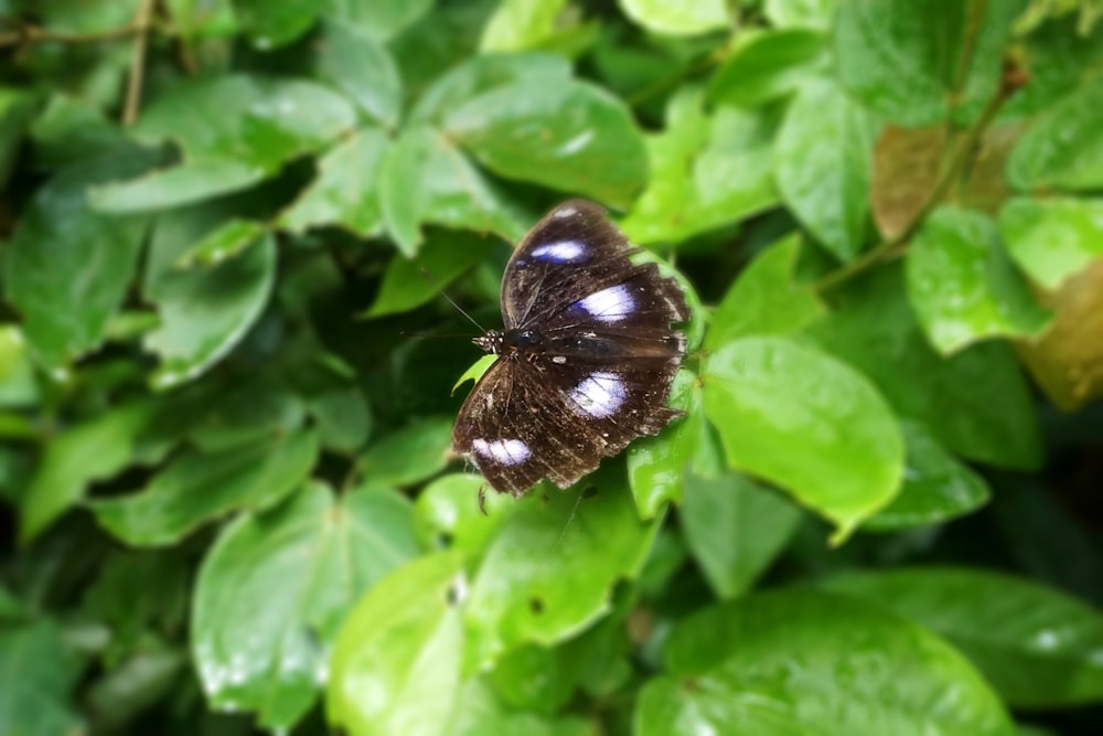 a butterfly sitting on top of a green leaf