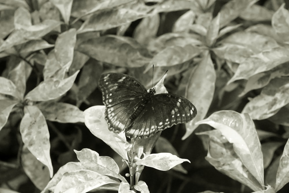 a black and white photo of a butterfly on a plant