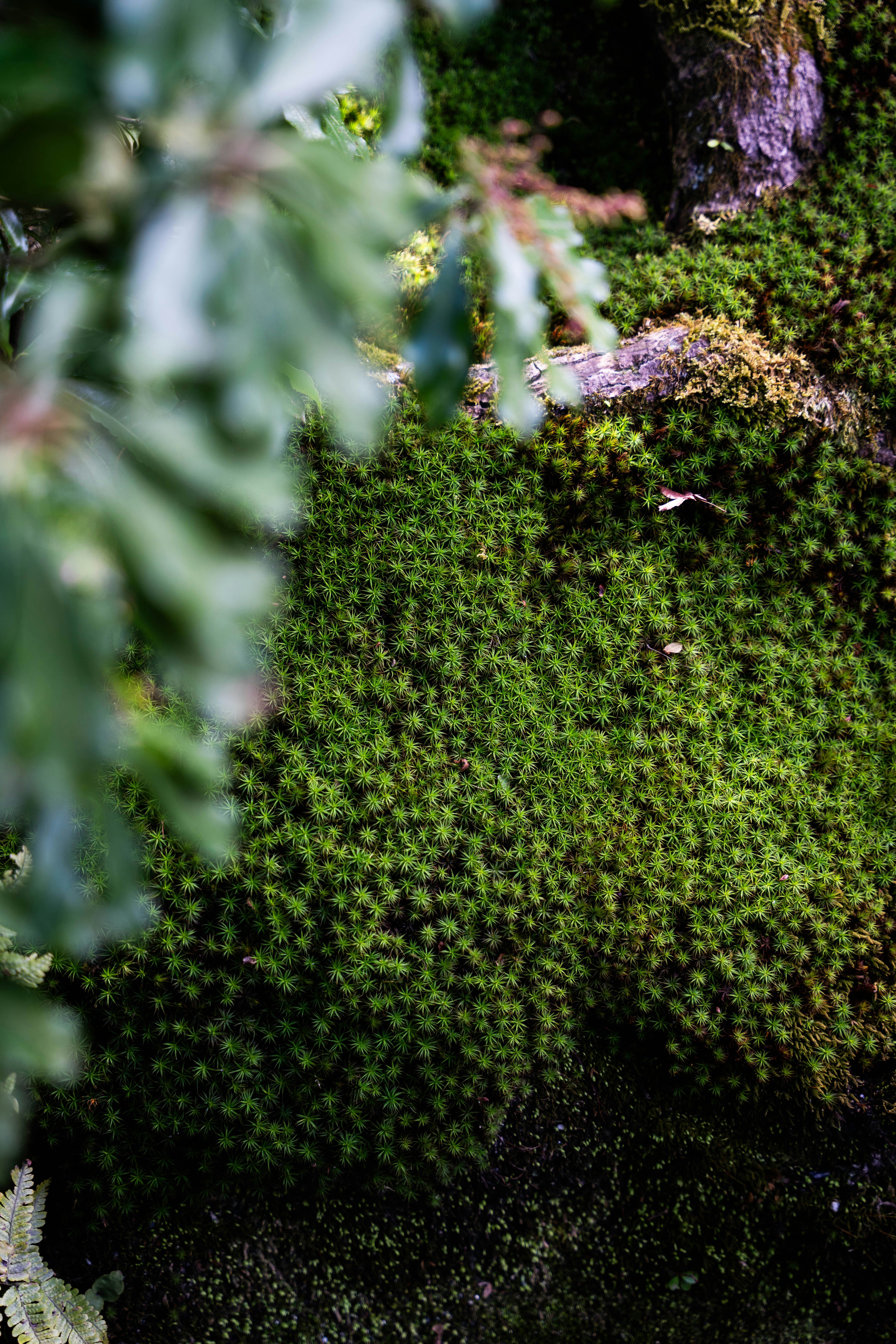 Photo by davidemrich