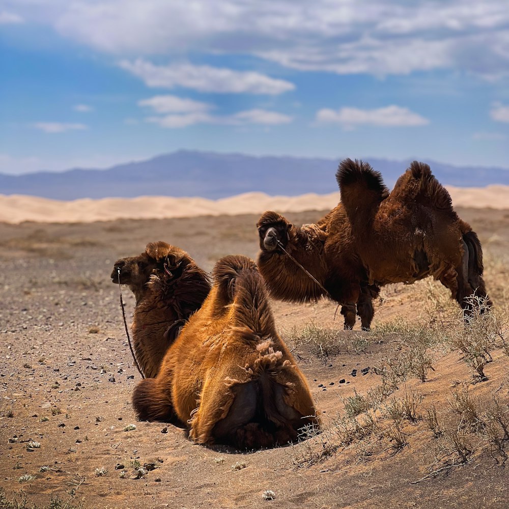 um par de camelos que estão deitados na terra