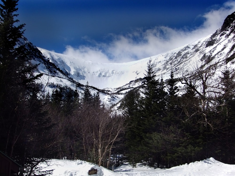 uma montanha coberta de neve com árvores e um banco