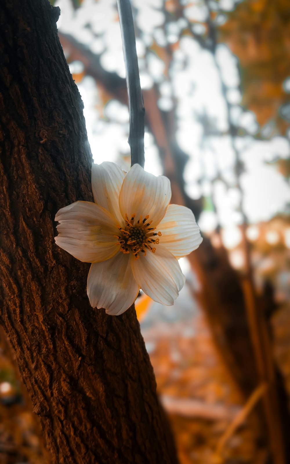 a white flower is growing on a tree