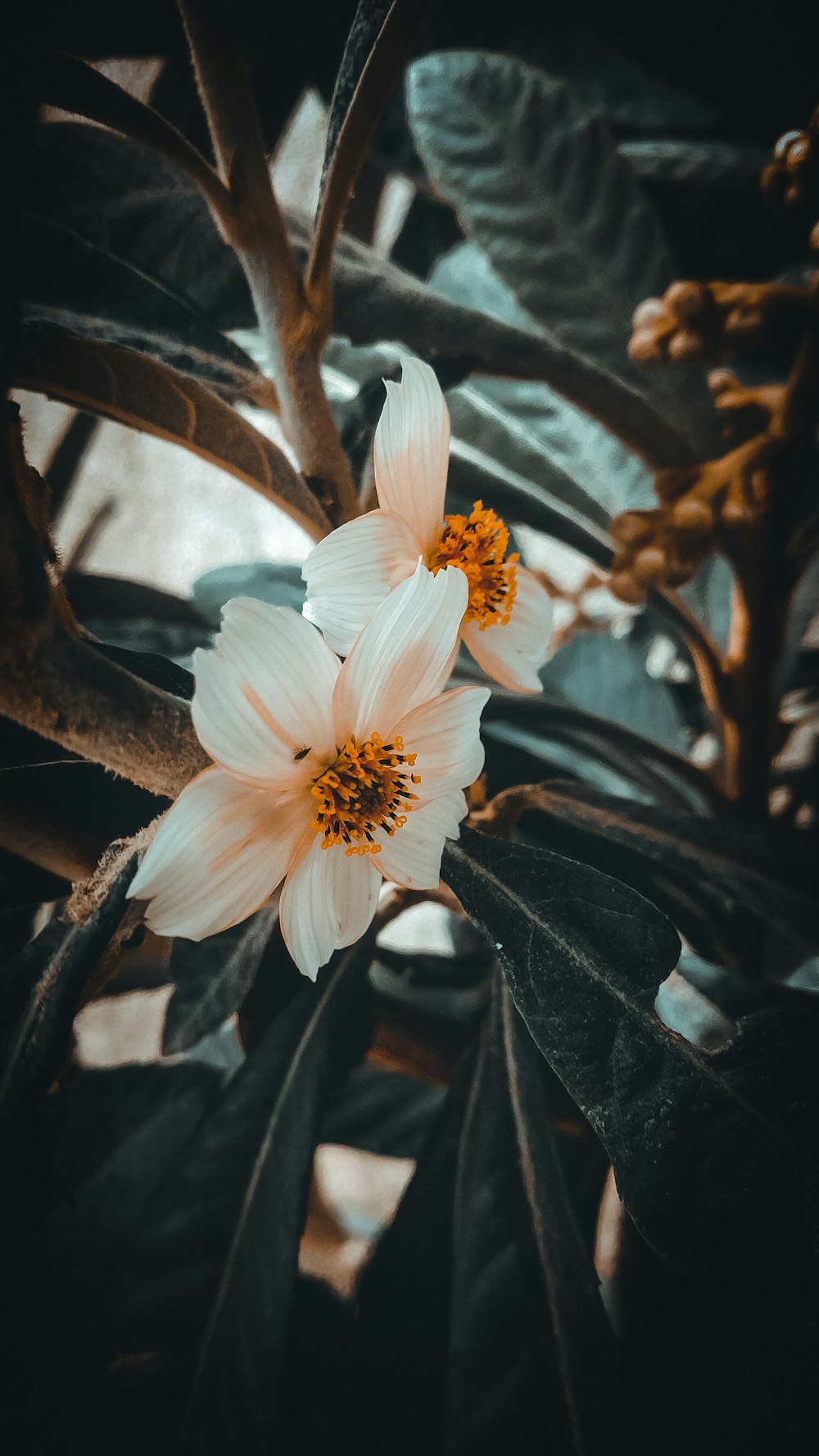 two white flowers with green leaves in the background