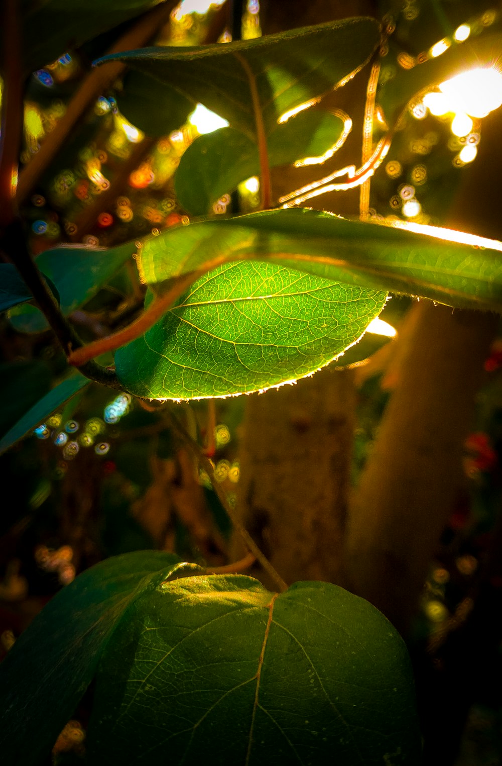 a close up of a green leaf on a tree