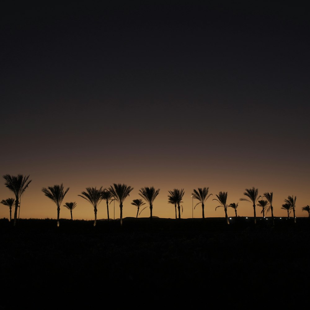 eine Gruppe von Palmen als Silhouette vor einem dunklen Himmel