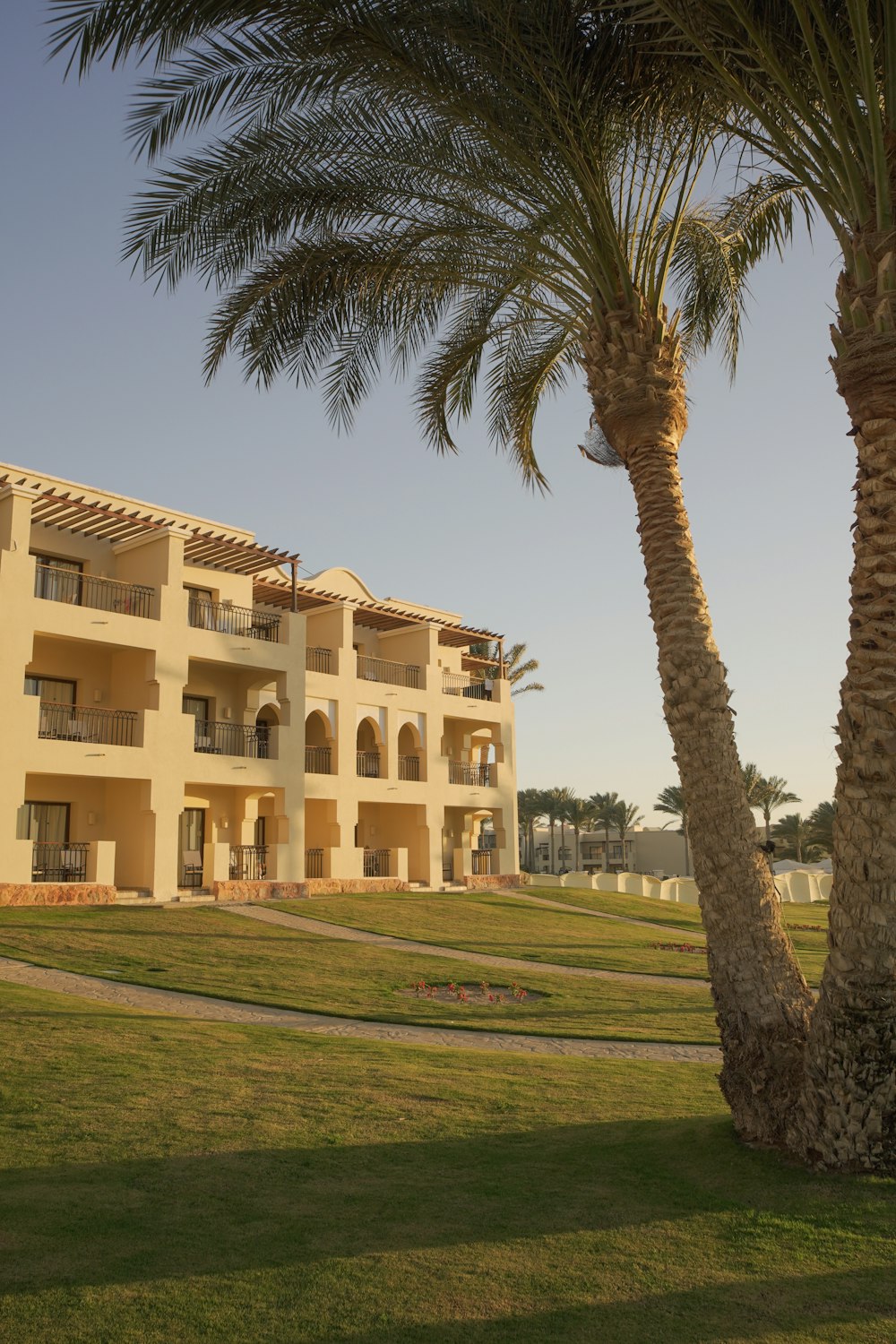 a palm tree in front of a building