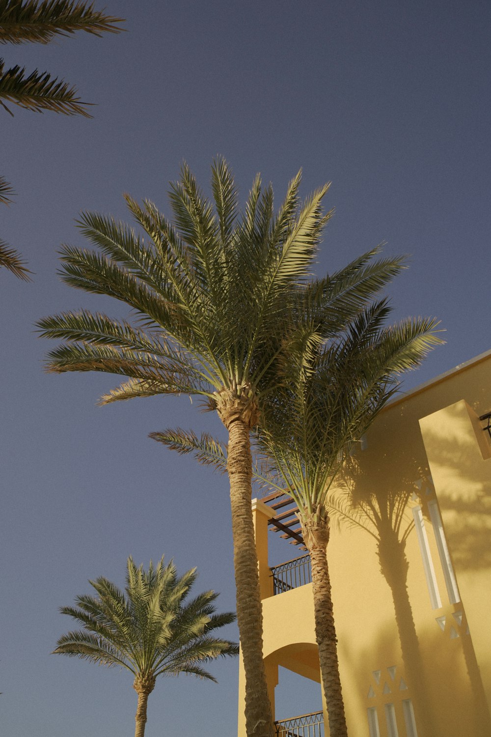 a couple of palm trees in front of a building