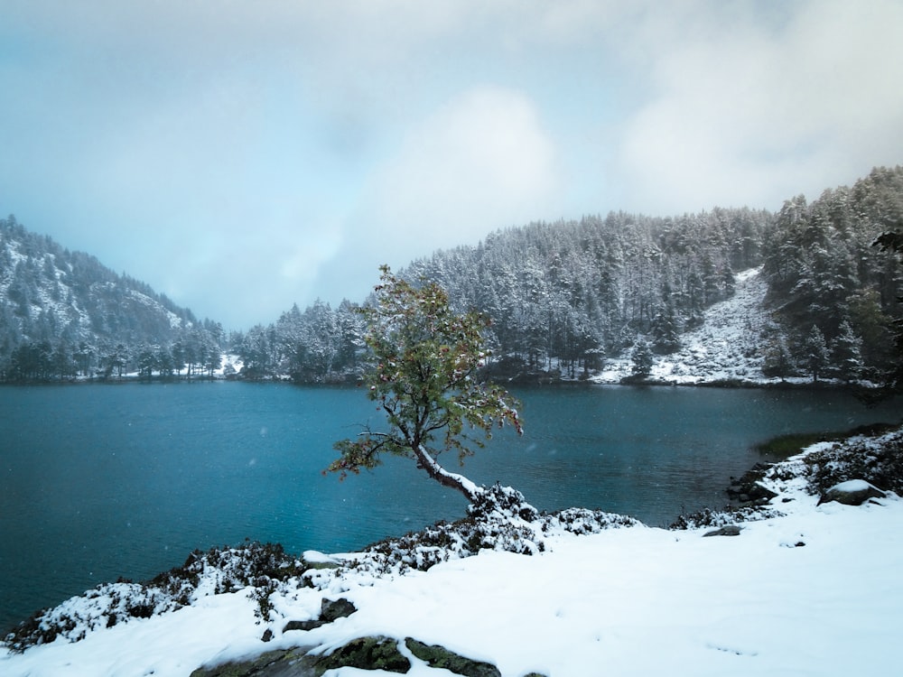 a lone tree on the shore of a lake