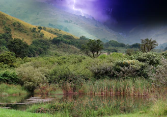 A river running through a lush green forest