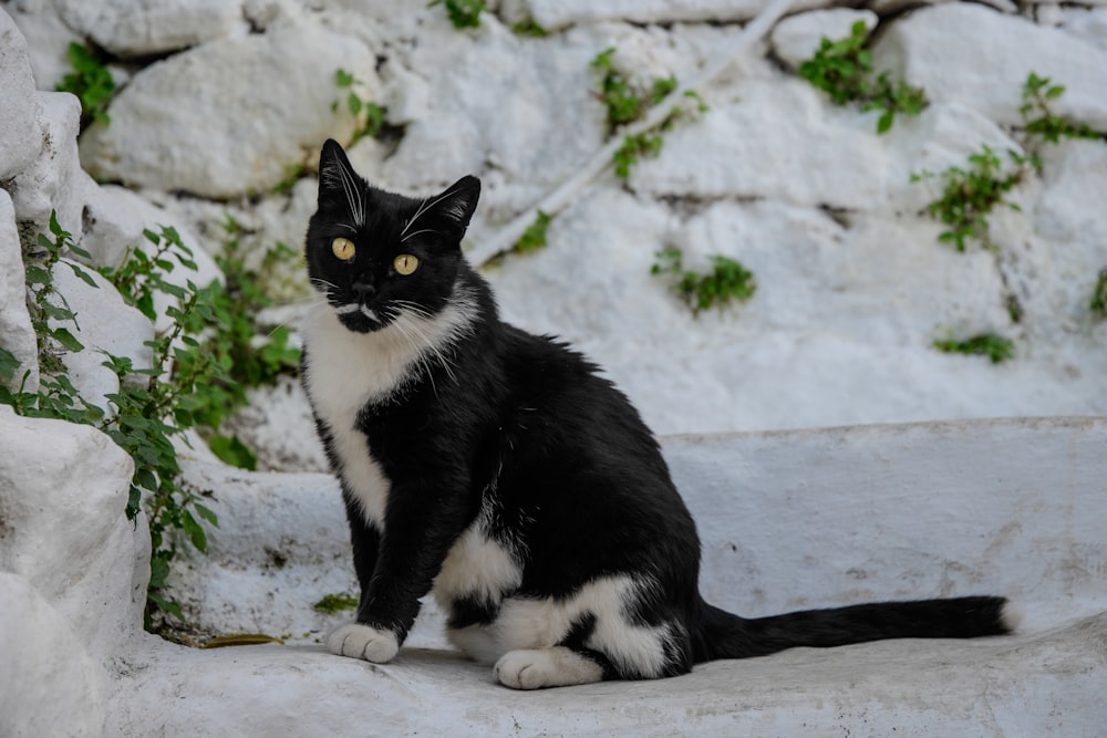 a black and white cat sitting on a rock wall