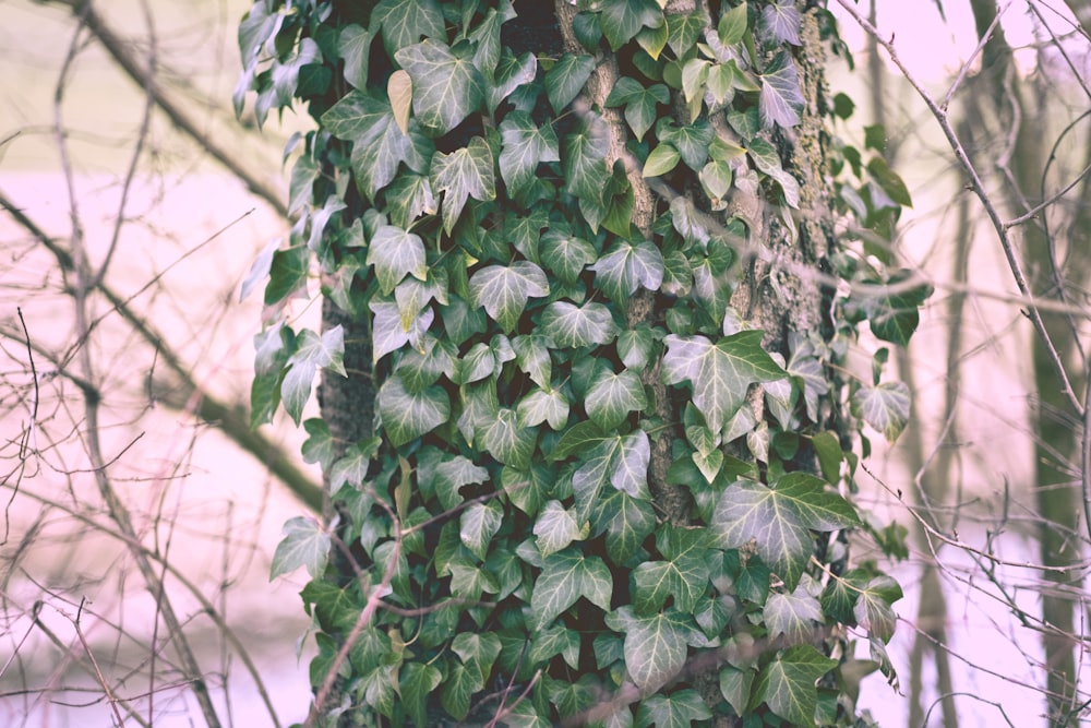 a tree covered in lots of green leaves