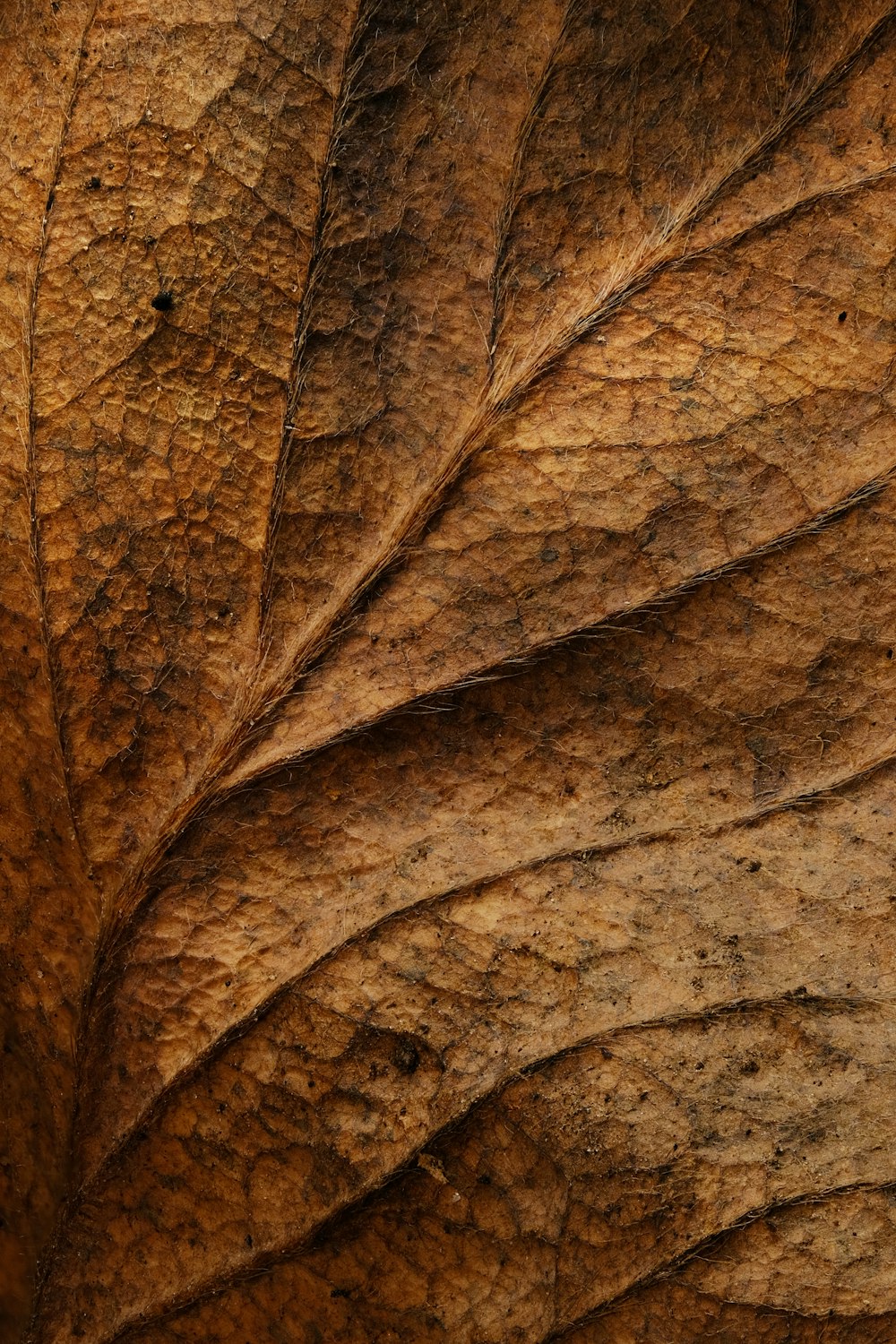 a close up view of a leaf's texture