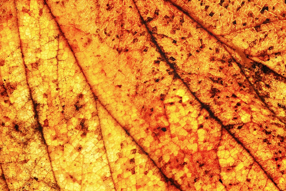 a close up view of a leaf's texture