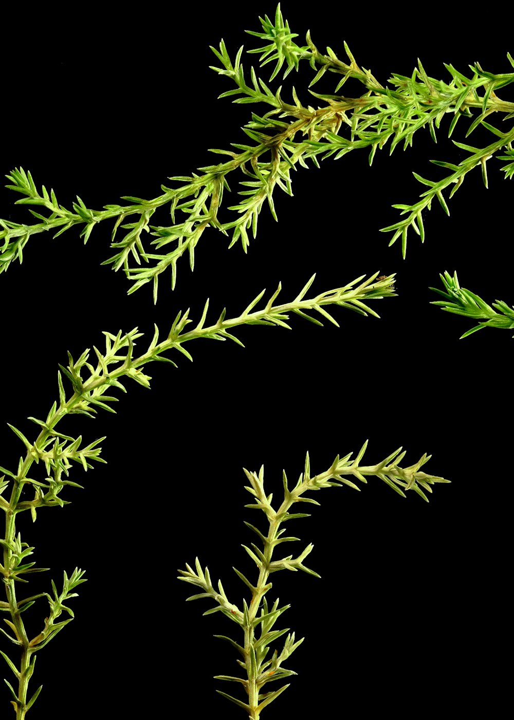 a close up of a tree branch on a black background