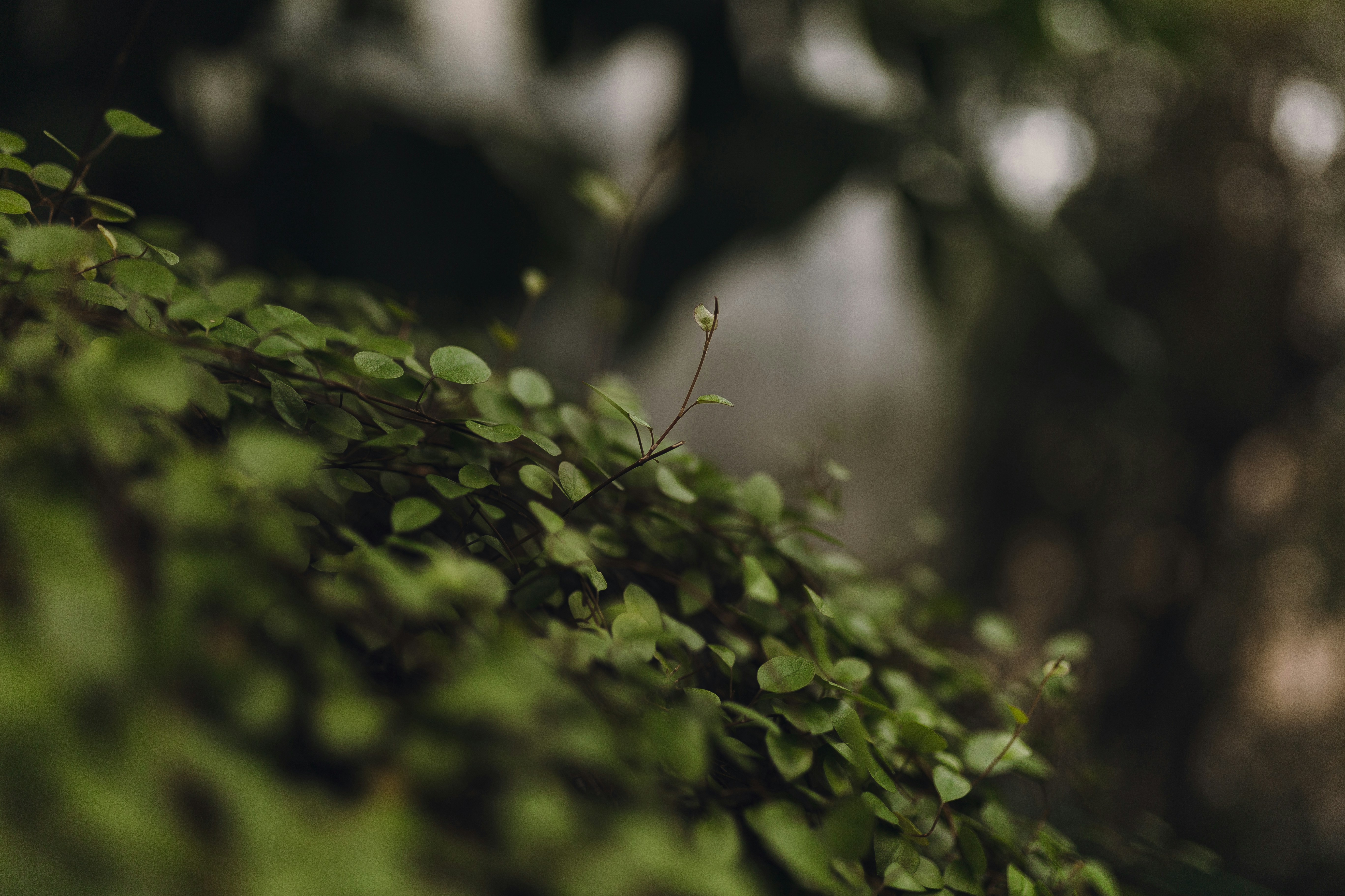 um close up de uma planta com folhas verdes
