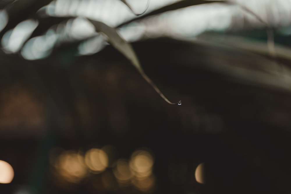 a close up of a plant with water drops