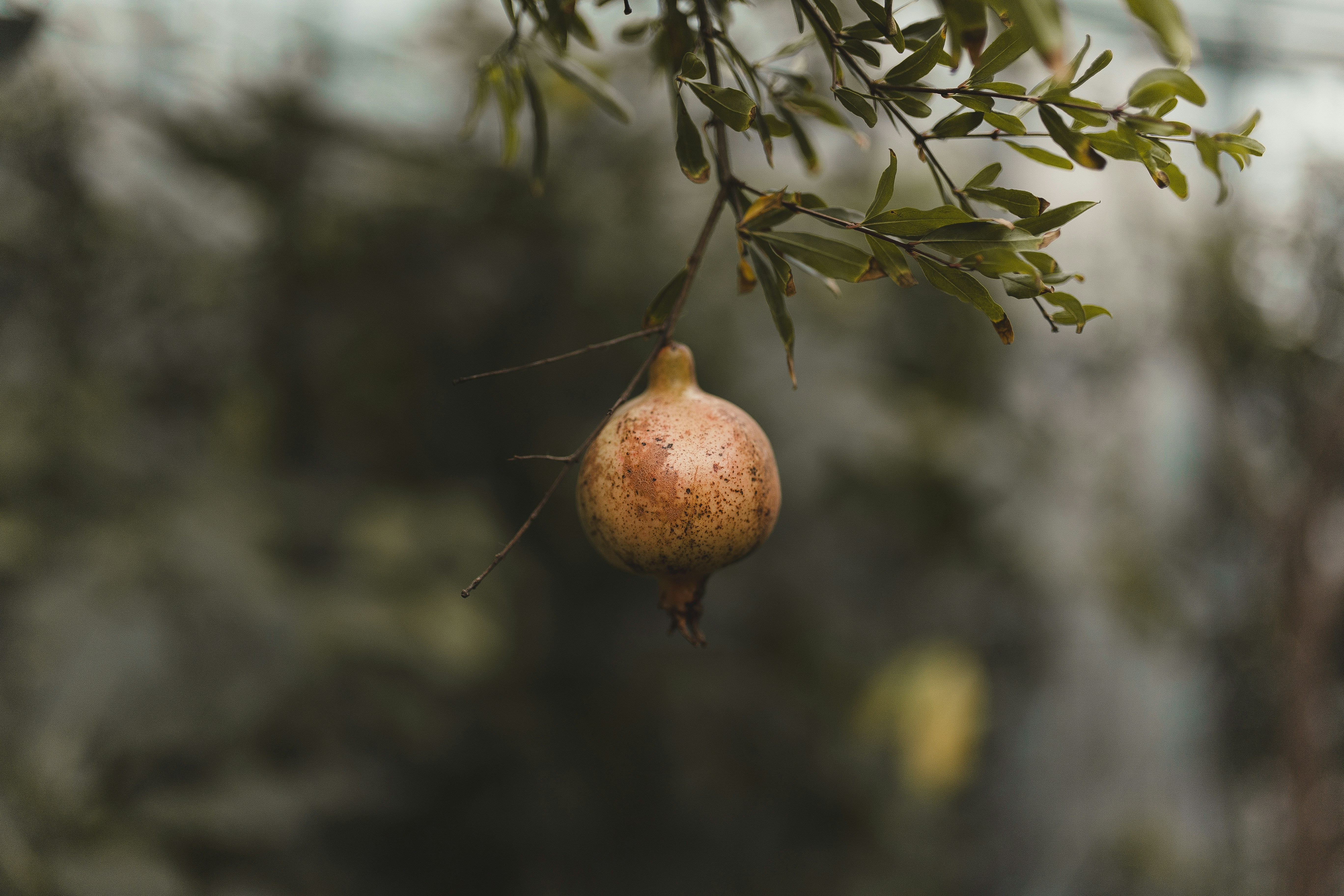 uma romã pendurada em um galho de árvore
