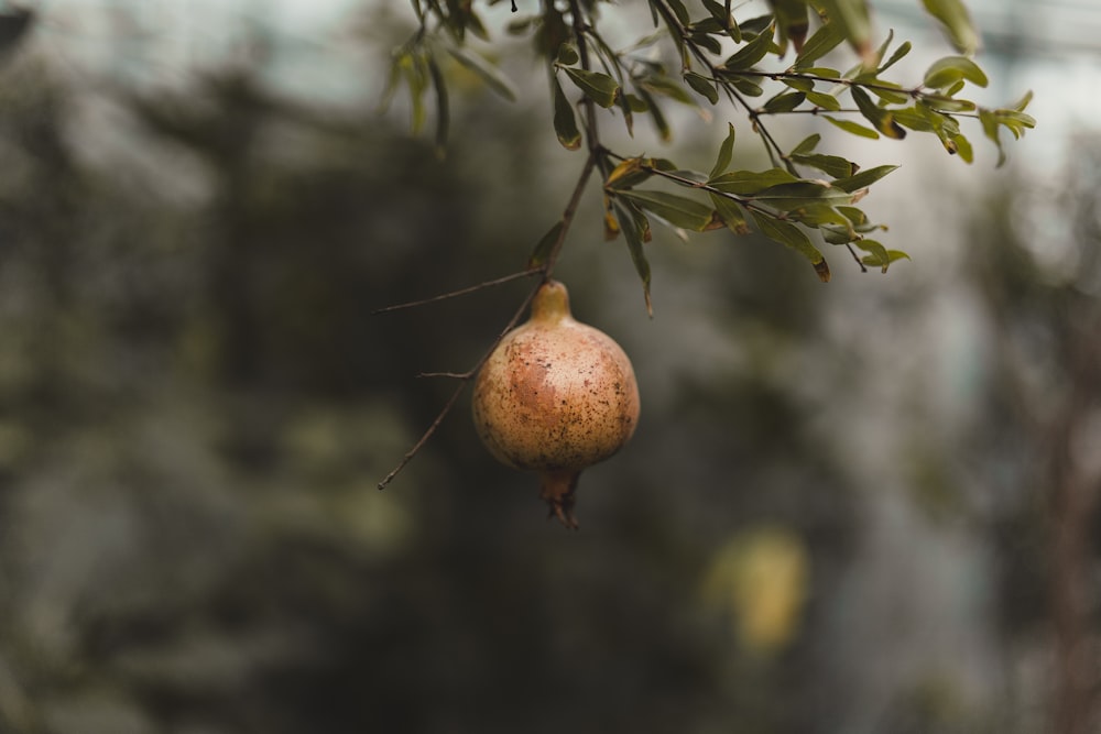 a pomegranate hanging from a tree branch