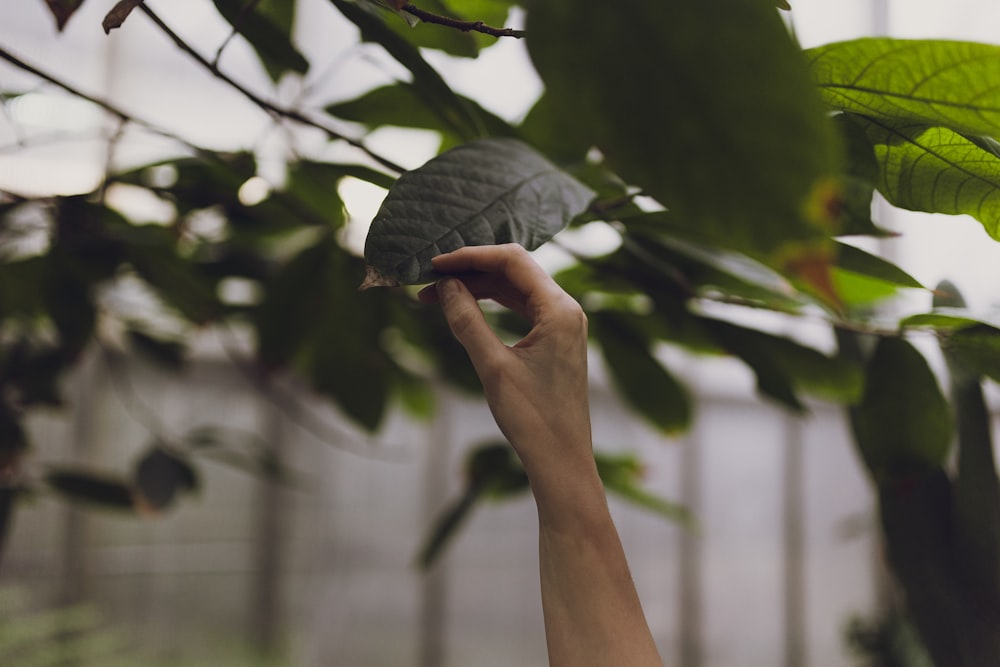 a hand reaching up to a green leaf