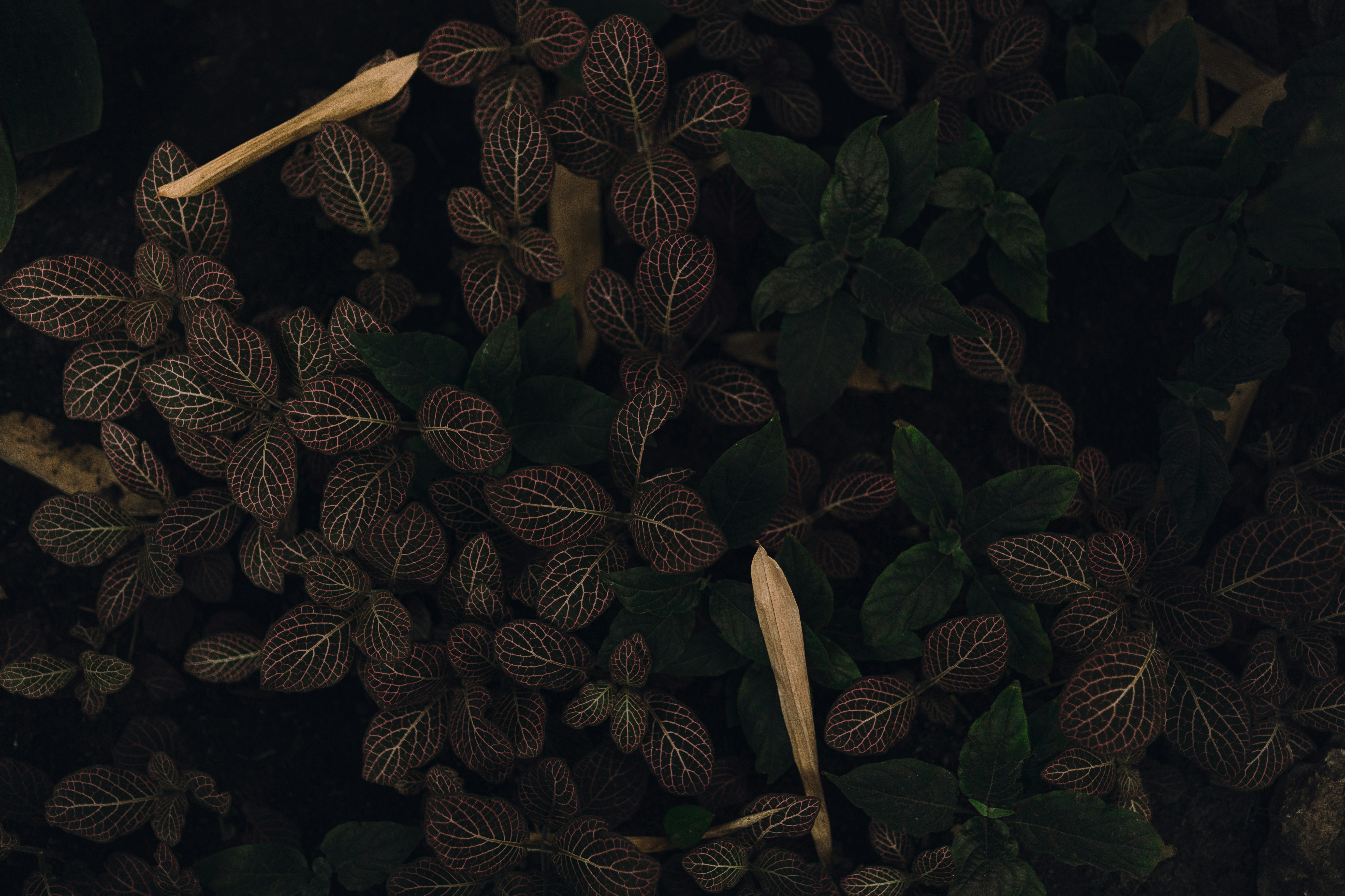 um monte de folhas que estão no chão