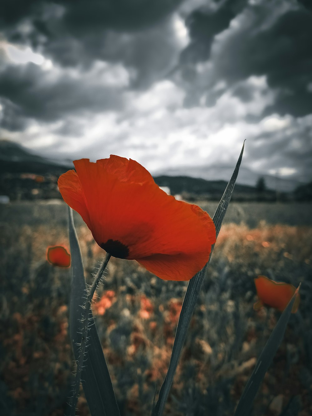 a red flower in a field with a cloudy sky in the background