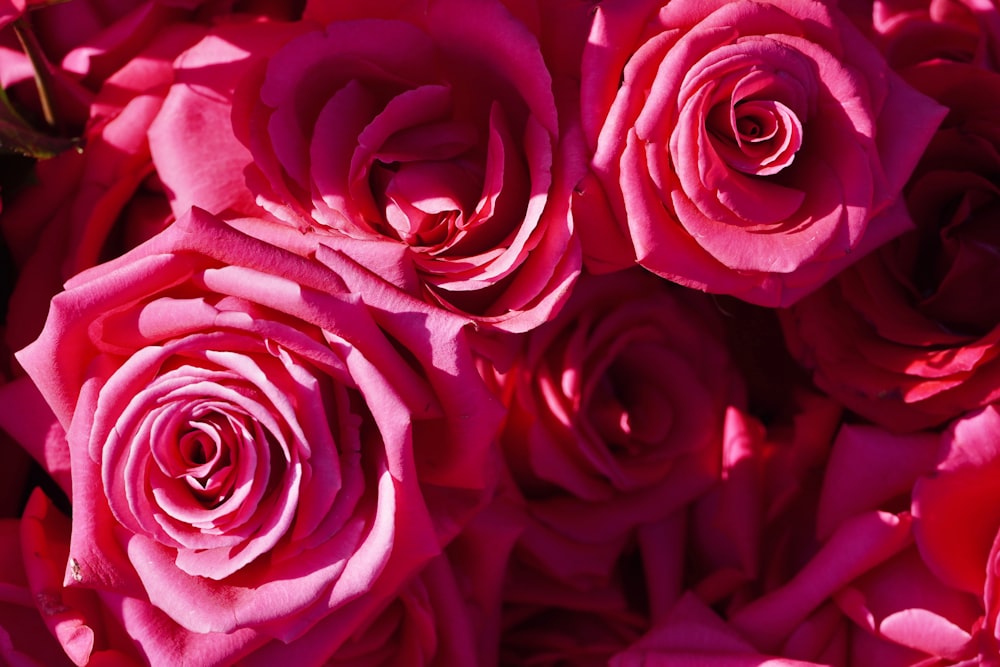 a close up of a bunch of pink roses