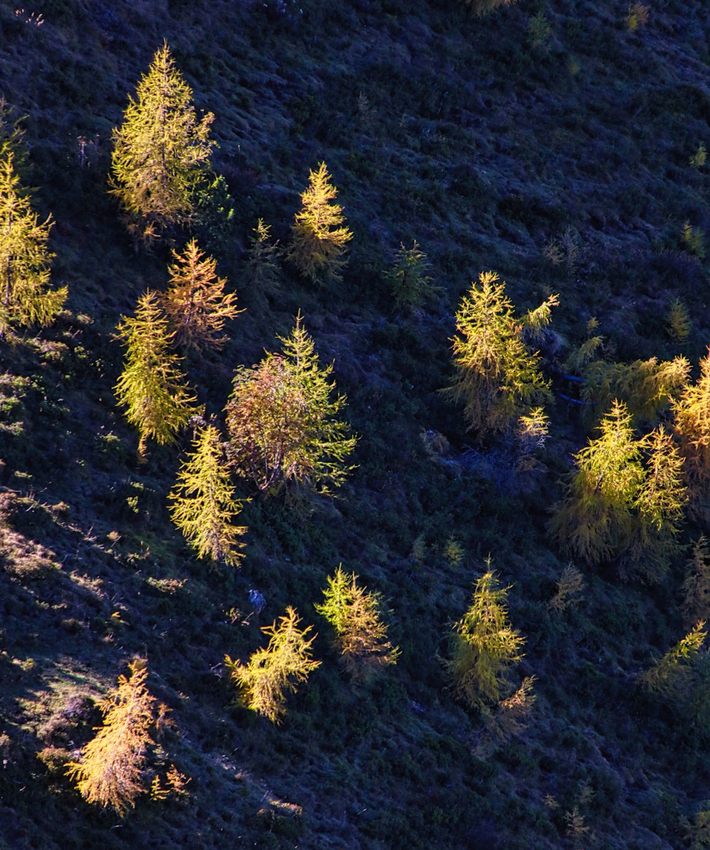 a herd of sheep grazing on top of a lush green hillside