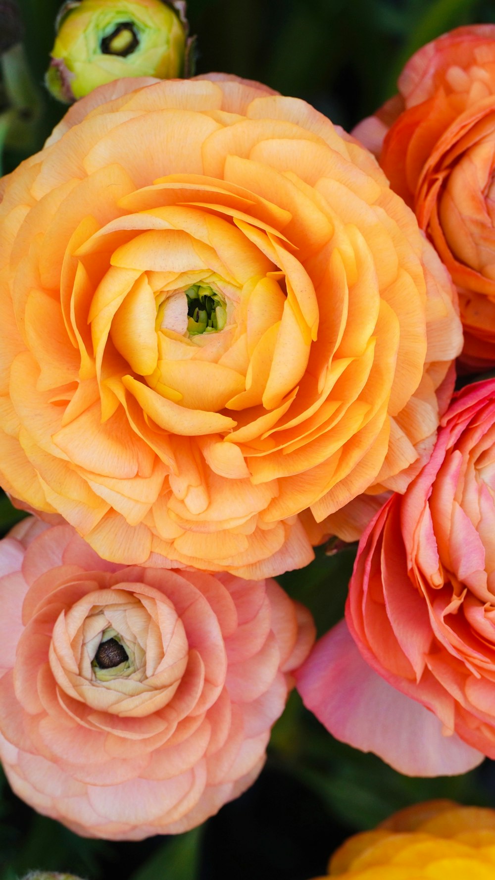 a close up of a bunch of flowers