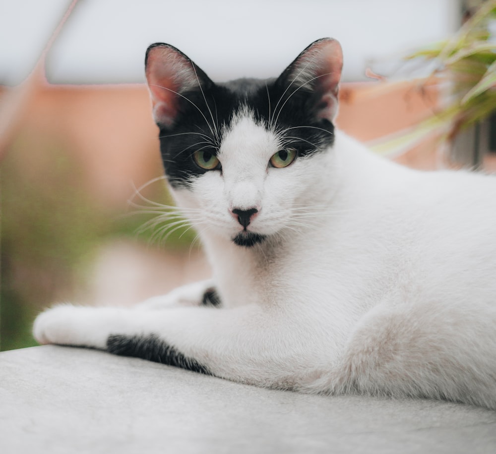 a black and white cat laying on top of a table