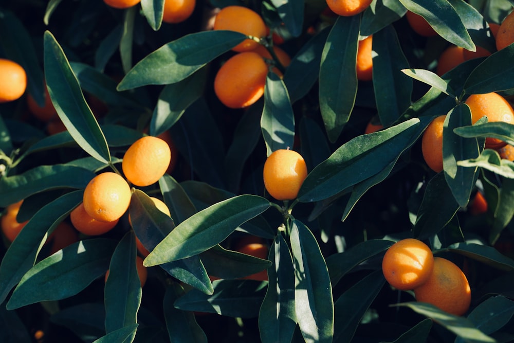 a tree filled with lots of ripe oranges