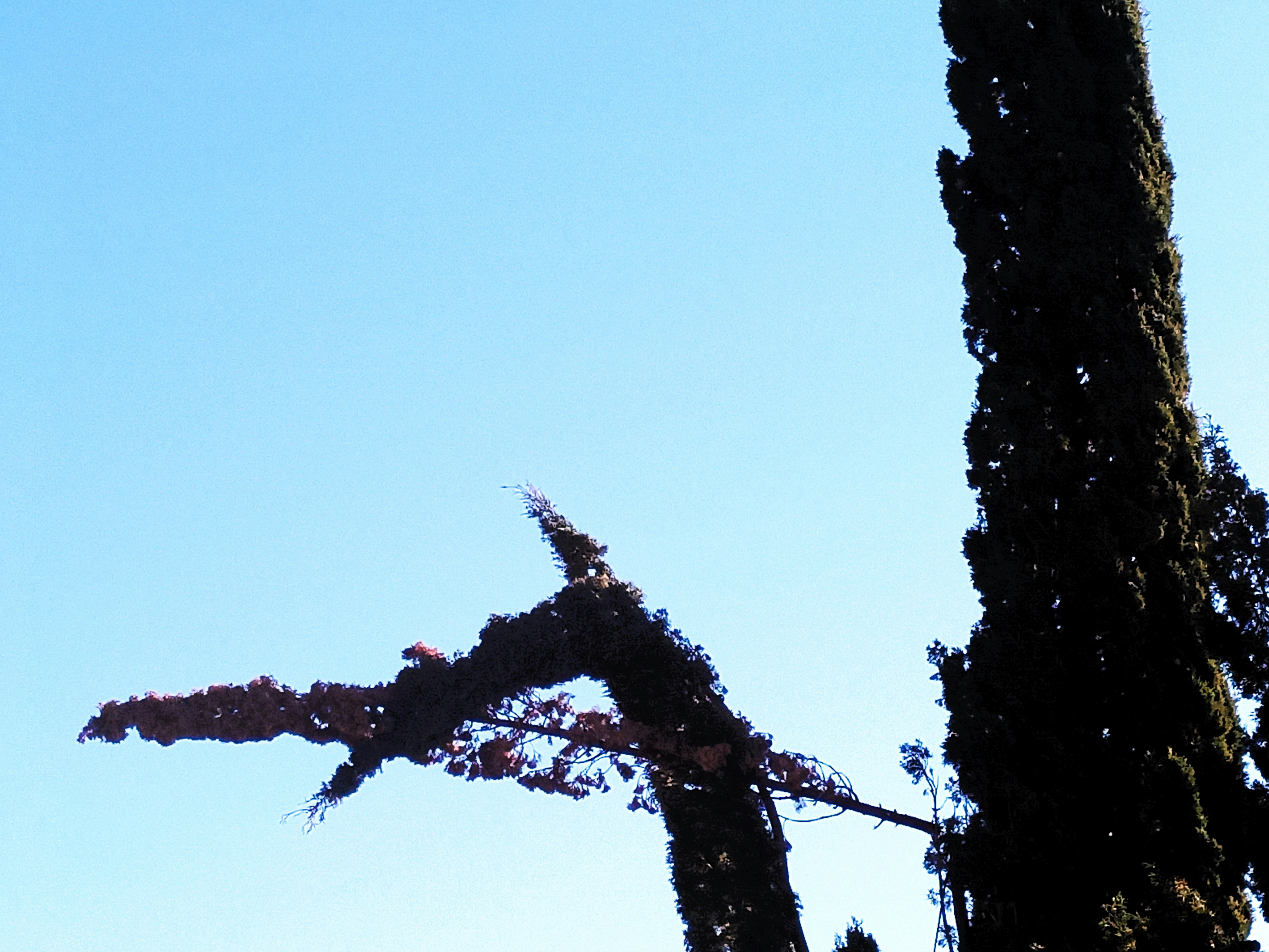 a bird is perched on top of a tree
