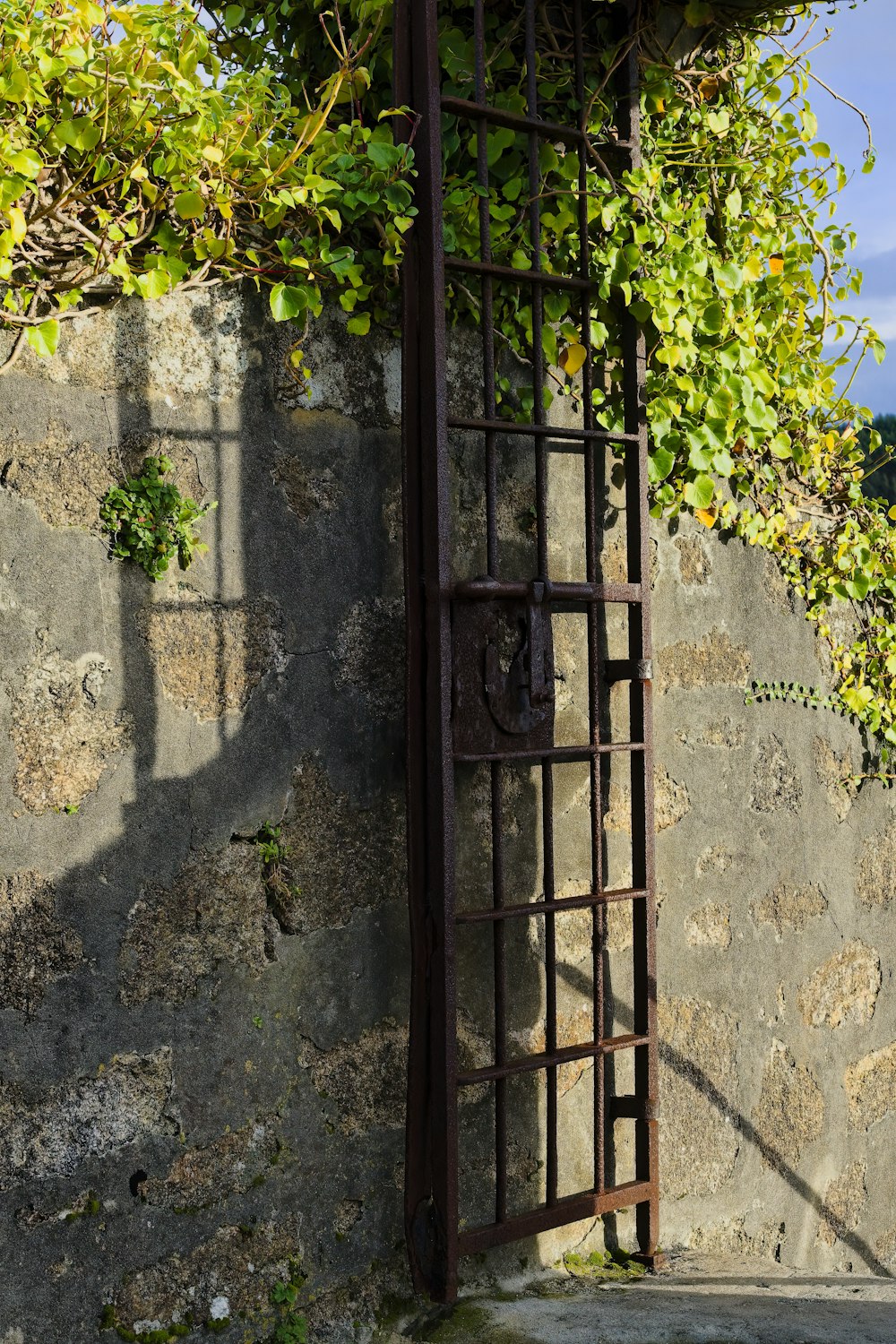 an old iron window with vines growing over it