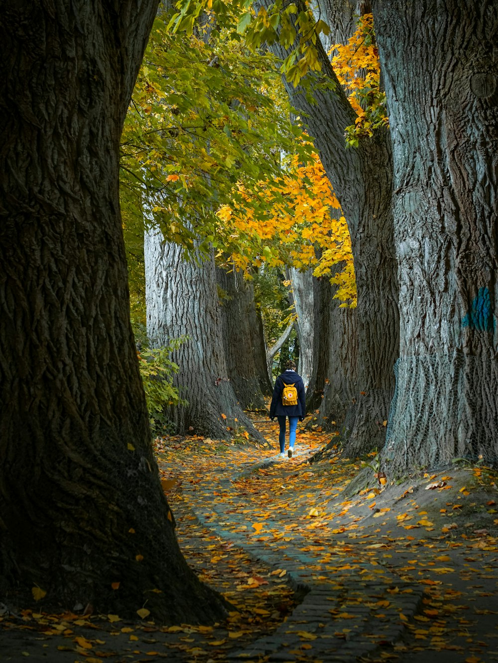 a person walking down a leaf covered path