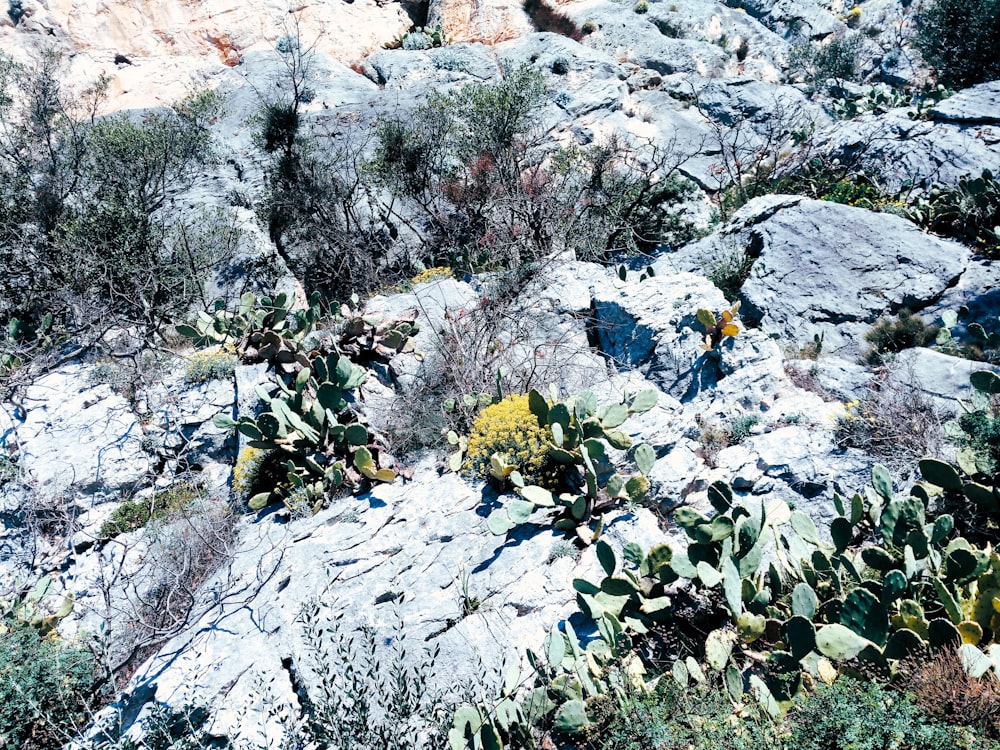 ein Haufen Pflanzen, die auf einigen Felsen stehen
