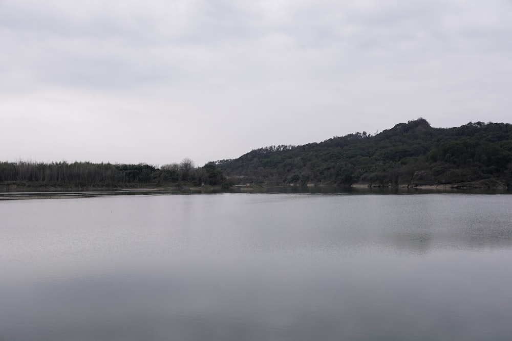 a large body of water surrounded by a forest