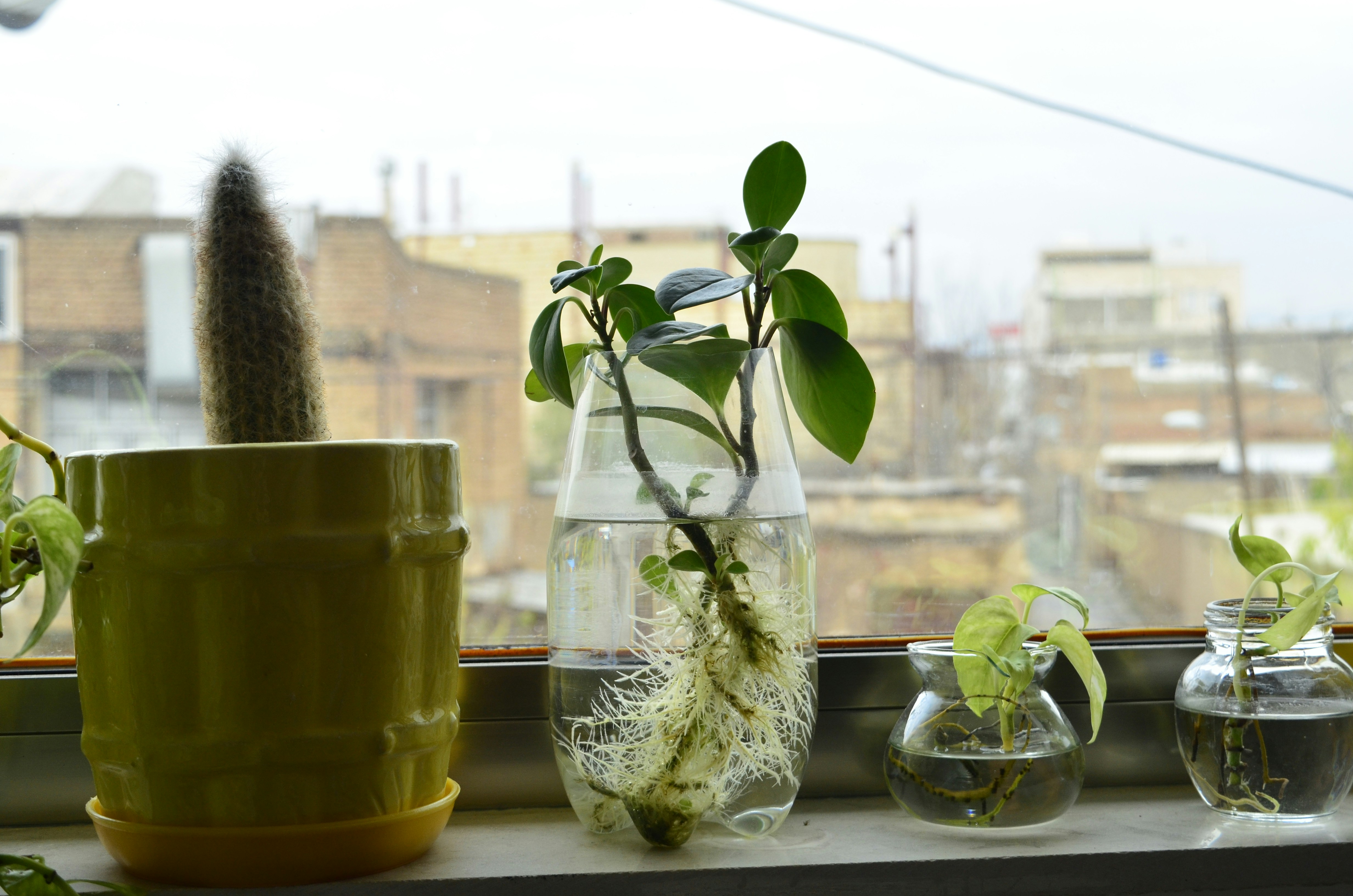 stylish windowsill herb planter with gin botanicals - gin cocktail garden kit