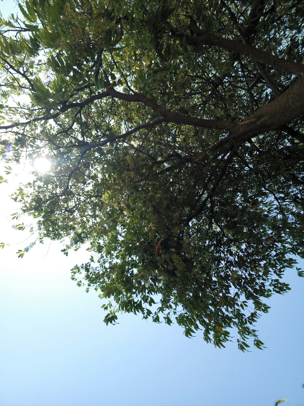 the sun shines through the leaves of a tree