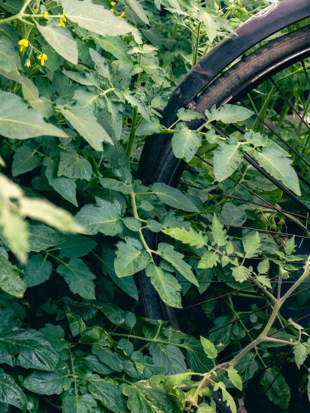 an old bicycle is surrounded by green plants