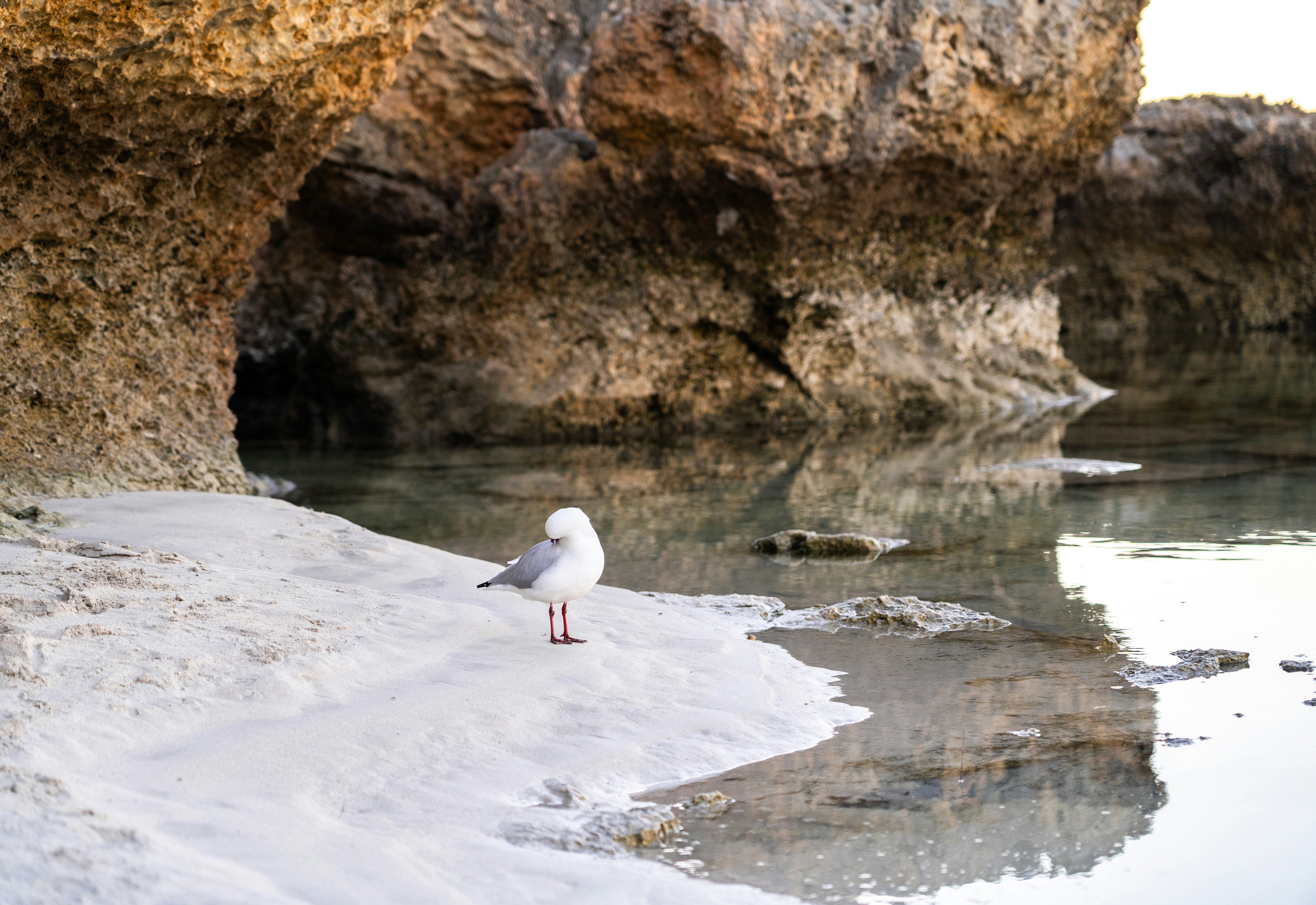 Eine Möwe steht am Strand neben dem Wasser