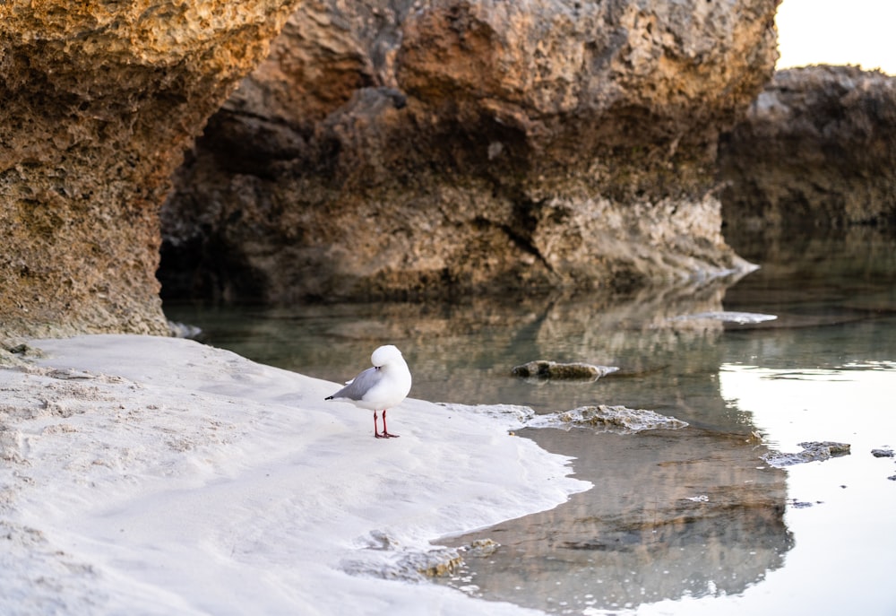 a seagull is standing on the beach next to the water