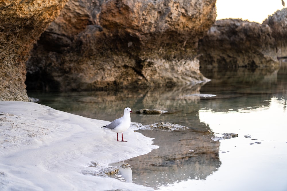 un gabbiano in piedi su una spiaggia vicino a uno specchio d'acqua