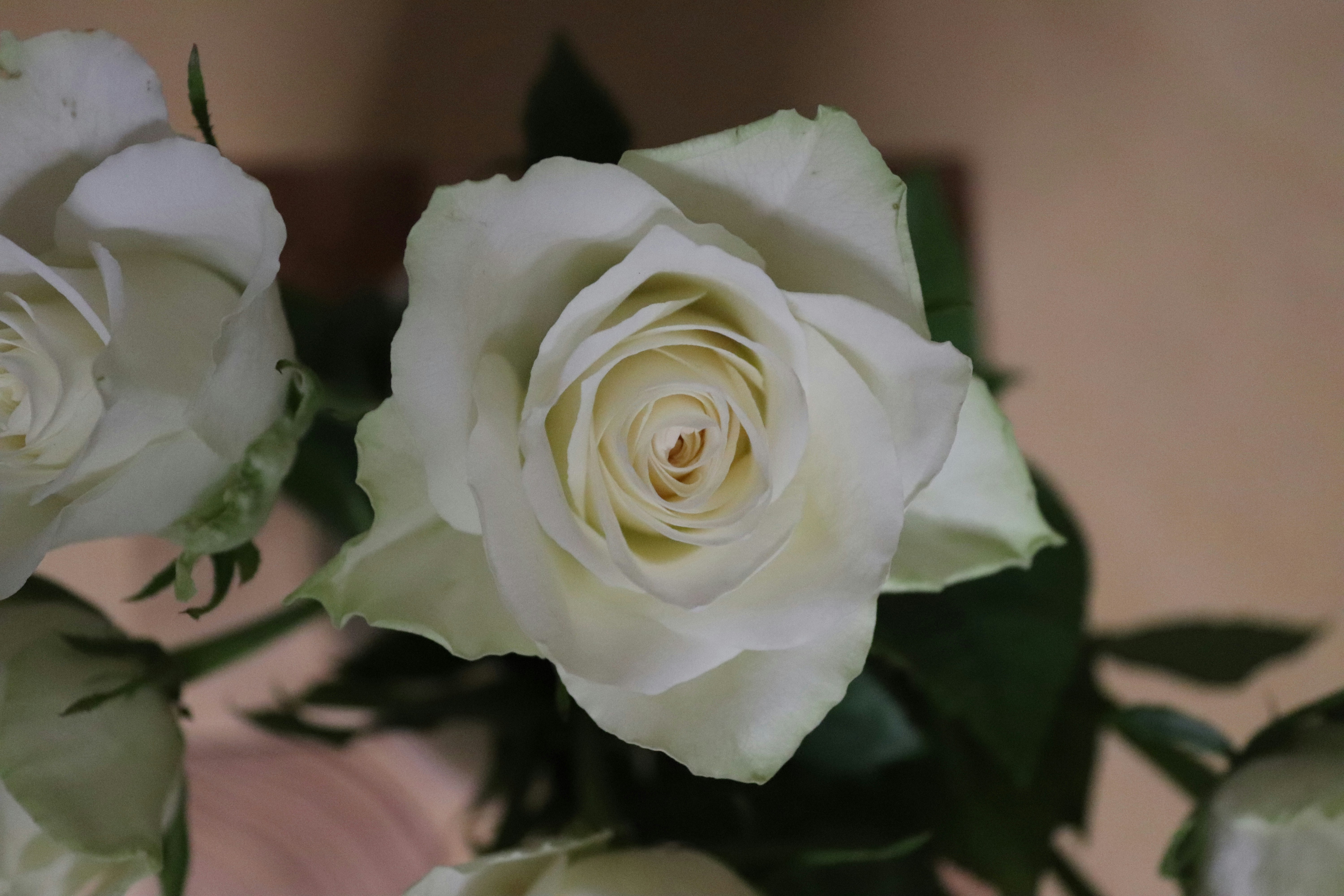 Photo by cancelcloud