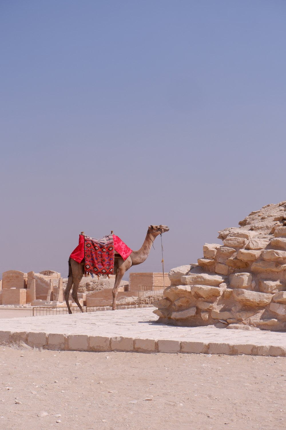 a camel with a red blanket standing in front of a pyramid