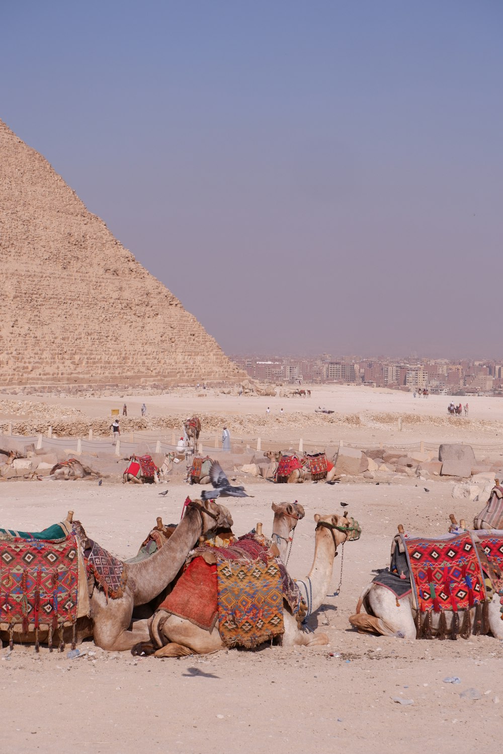 a group of camels sitting in front of a pyramid