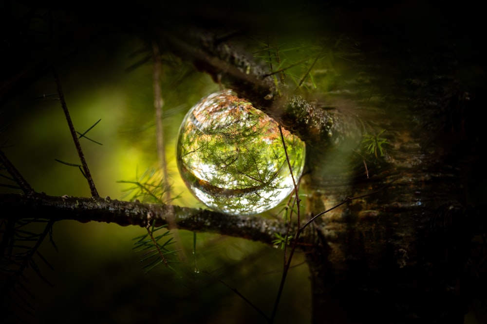 a mirror ball hanging from a tree branch