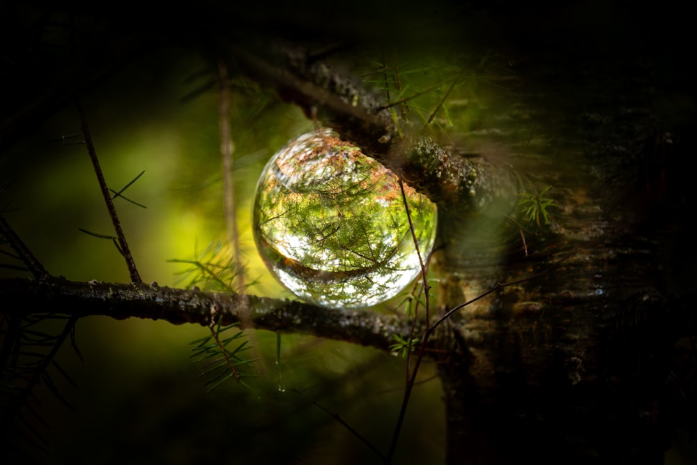 une boule à facettes suspendue à une branche d’arbre