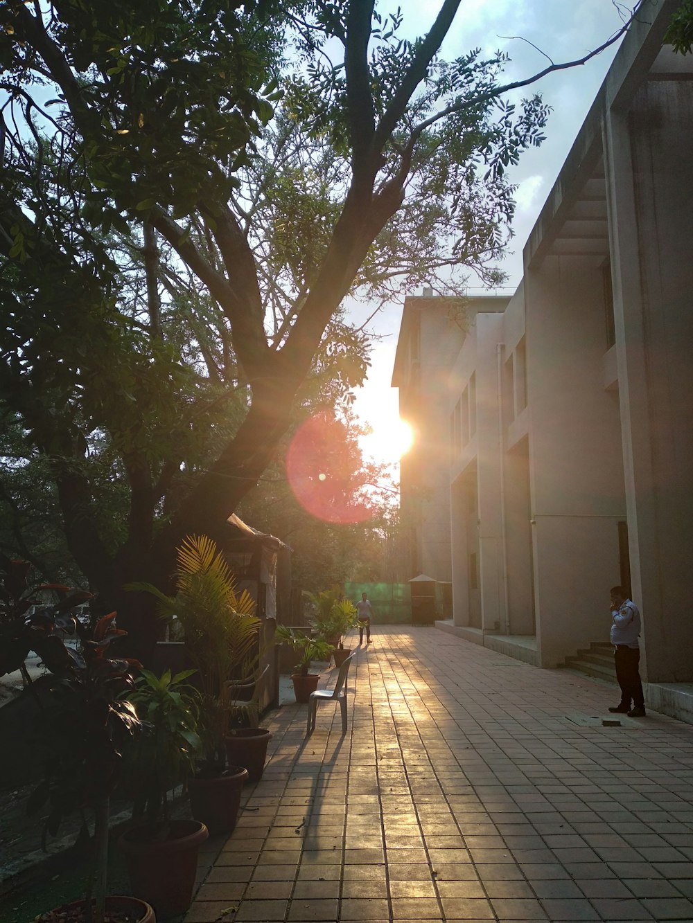 a person standing on a sidewalk next to a tree